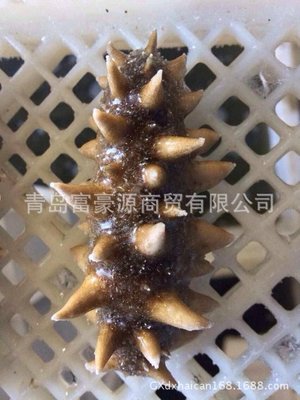 【現(xiàn)貨供應 海參 即食刺參 海鮮水產(chǎn)品干海參 規(guī)格齊全 【圖】】價格,廠家,圖片,軟體類,青島富豪源商貿(mào)-