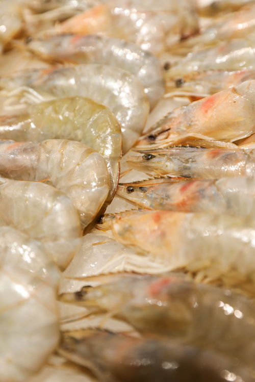 海蝦水產蝦海鮮美食攝影圖 st攝影